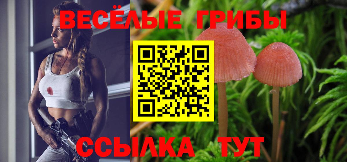 Галлюциногенные грибы Psilocybe Нововоронеж